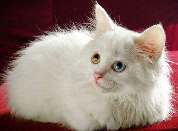 宠物在线知识问答关于金渐层猫的相关热门问题介绍 宠物在线知识问答关于金渐层猫的相关热门问题介绍