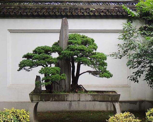 选择景区植物租赁时需要注意哪些问题 选择景区植物租赁时需要注意哪些问题