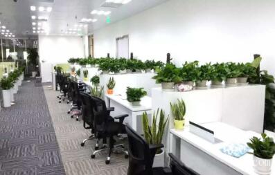 办公楼植物租赁的方式有哪些 办公楼植物租赁的方式有哪些