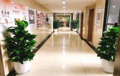 会场植物租赁机构介绍:办公室绿化要注意什么 会场植物租赁机构介绍:办公室绿化要注意什么