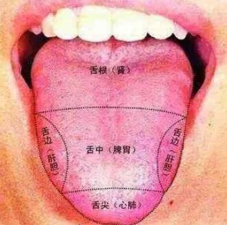 舌诊培训机构介绍:舌头健康的判断依据有哪些 舌诊培训机构介绍:舌头健康的判断依据有哪些