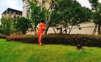 如何选择上海小区绿化养护公司? 如何选择上海小区绿化养护公司?