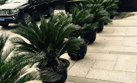 会场植物租赁的优势 会场植物租赁的优势