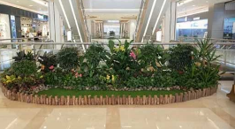 会场植物租赁发展好的原因 会场植物租赁发展好的原因