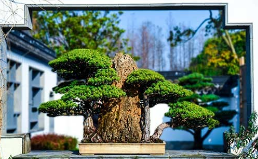会场植物租赁的特点 会场植物租赁的特点