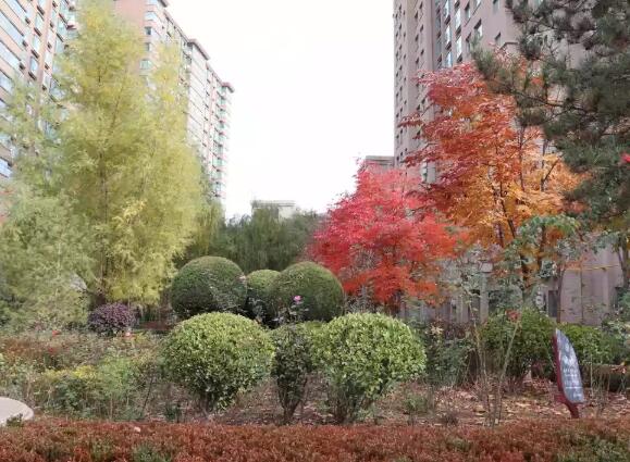 公园绿化养护公司讲解树木的整形与修剪要点 公园绿化养护公司讲解树木的整形与修剪要点