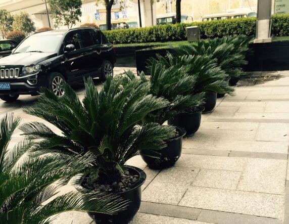 如何选择会场植物租赁机构? 如何选择会场植物租赁机构?
