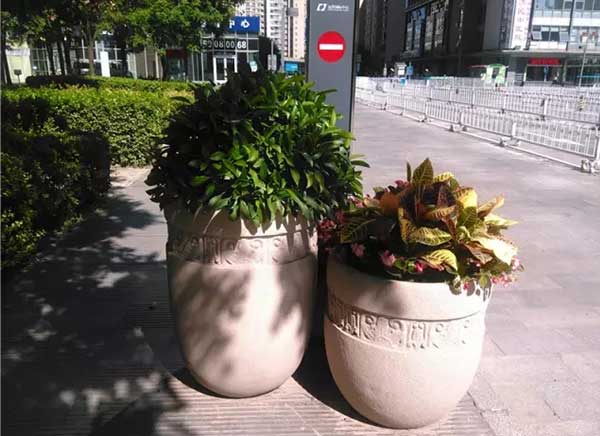 会场植物租赁机构解析:不同类型会场适合的植物种类 会场植物租赁机构解析:不同类型会场适合的植物种类