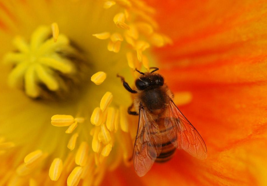 如何选购天然花粉食品？