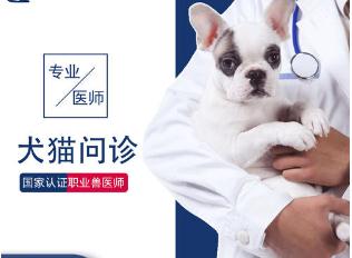 宠物医院在线咨询.jpg 宠物医院在线咨询.jpg