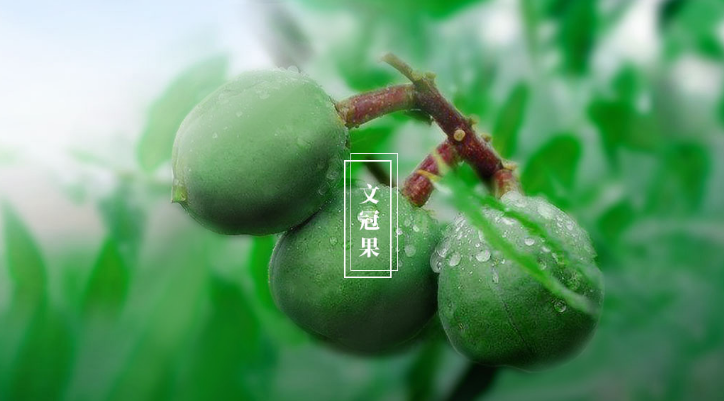 文冠果价格.png 文冠果价格.png